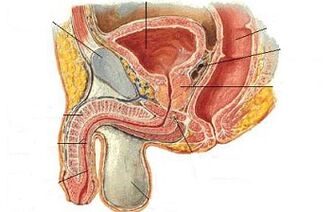 The position of the Ji point in men