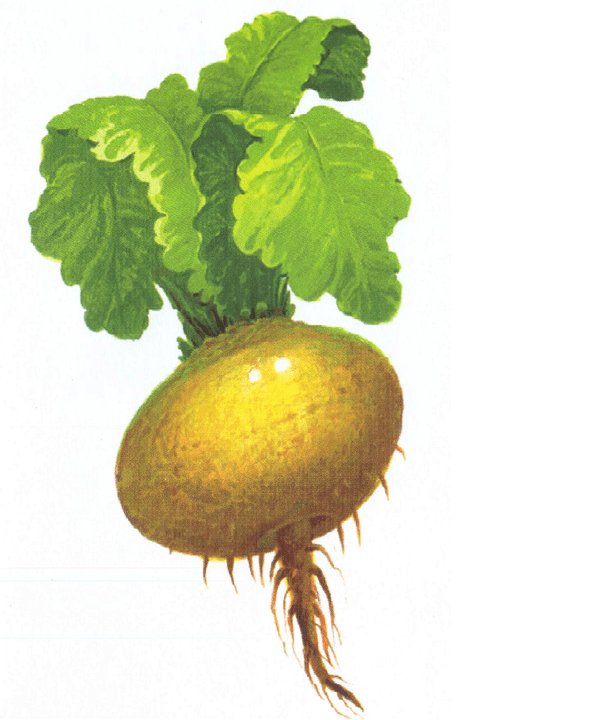 turnip to increase the power