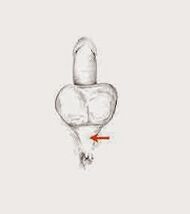 Power muscles and their tension to increase power